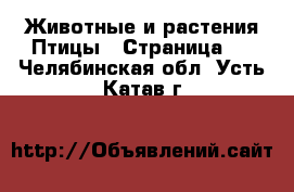 Животные и растения Птицы - Страница 2 . Челябинская обл.,Усть-Катав г.